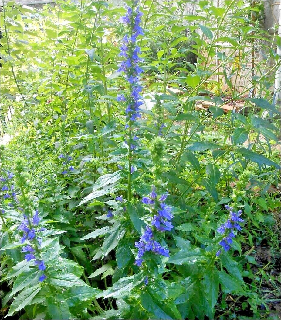 301+GREAT BLUE LOBELIA Seeds Native Wildflower Poor Soils Shade Garden Heat Cold