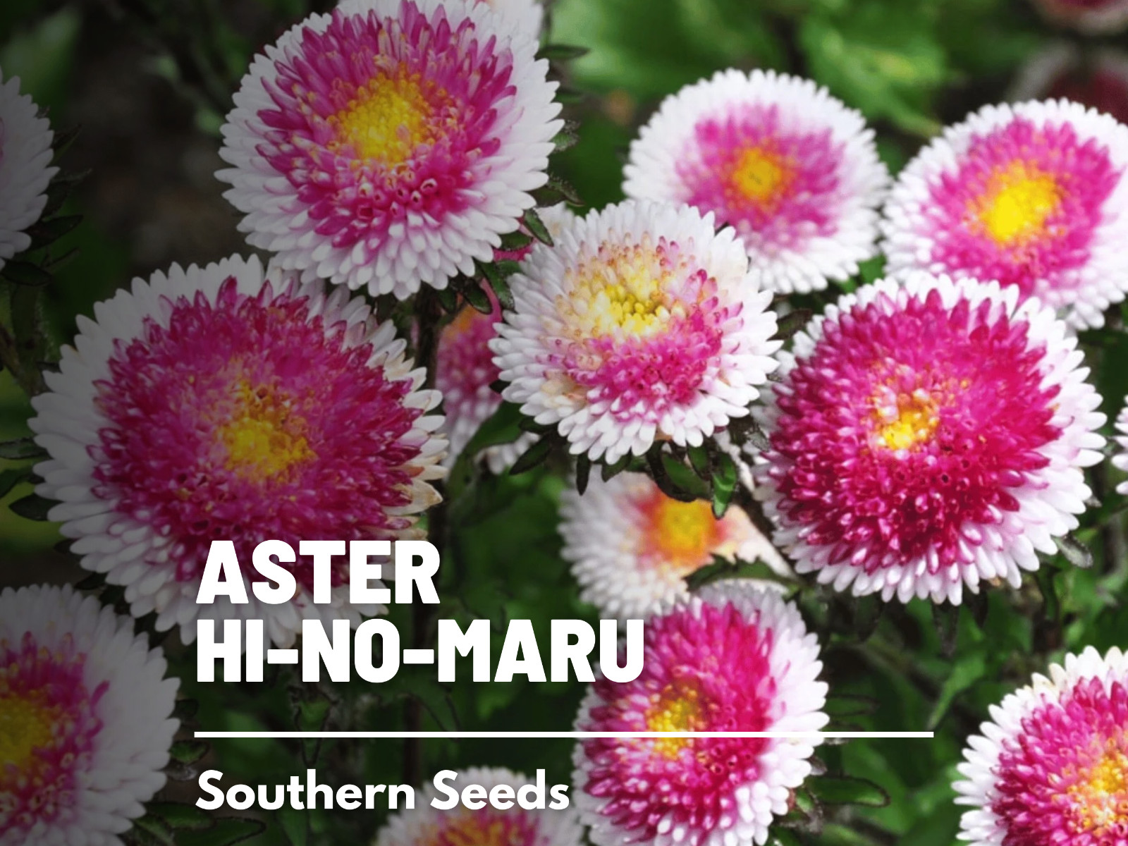 Aster, Pompon Hi-No-Maru – Easy to Grow Seeds (Callistephus pompon)