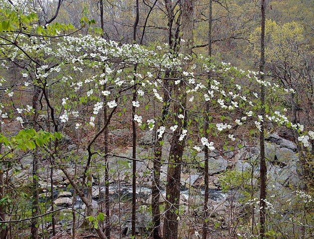 Cornus florida | Flowering Dogwood | 10 Seeds