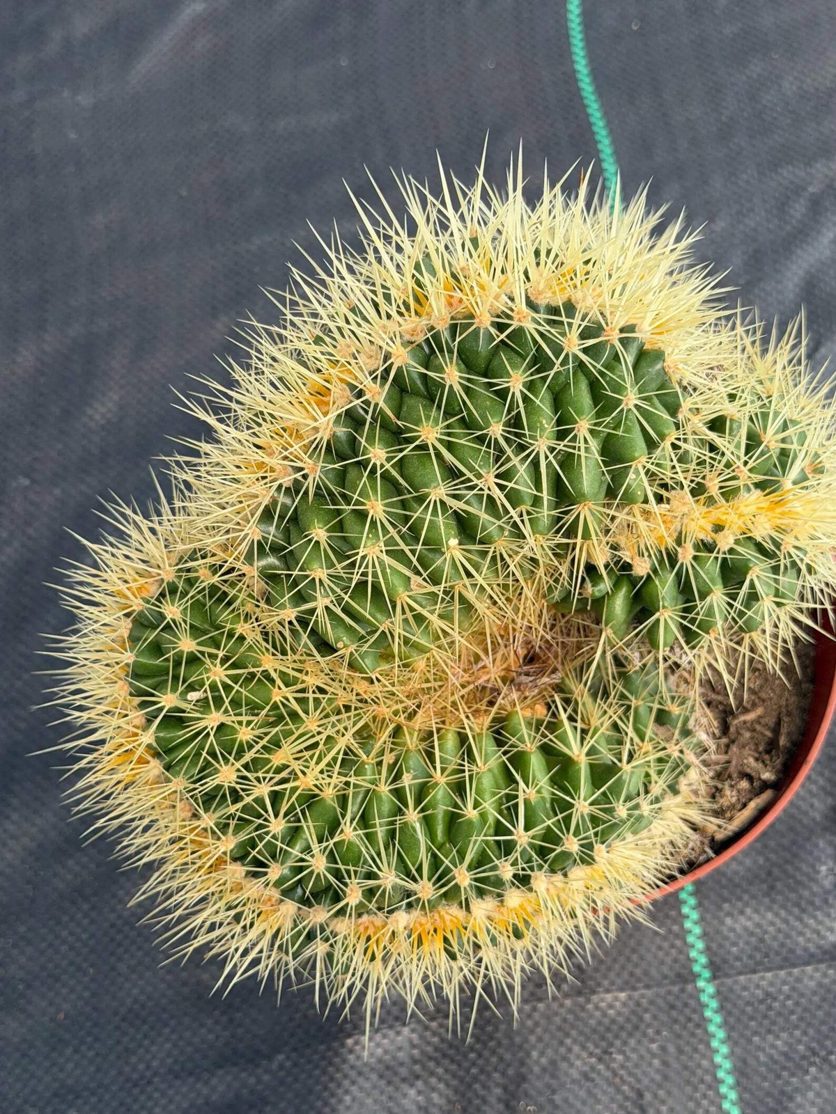 Crested Golden Barrel Cactus – Rare Large Specimen | Collector’s Live Plant #165