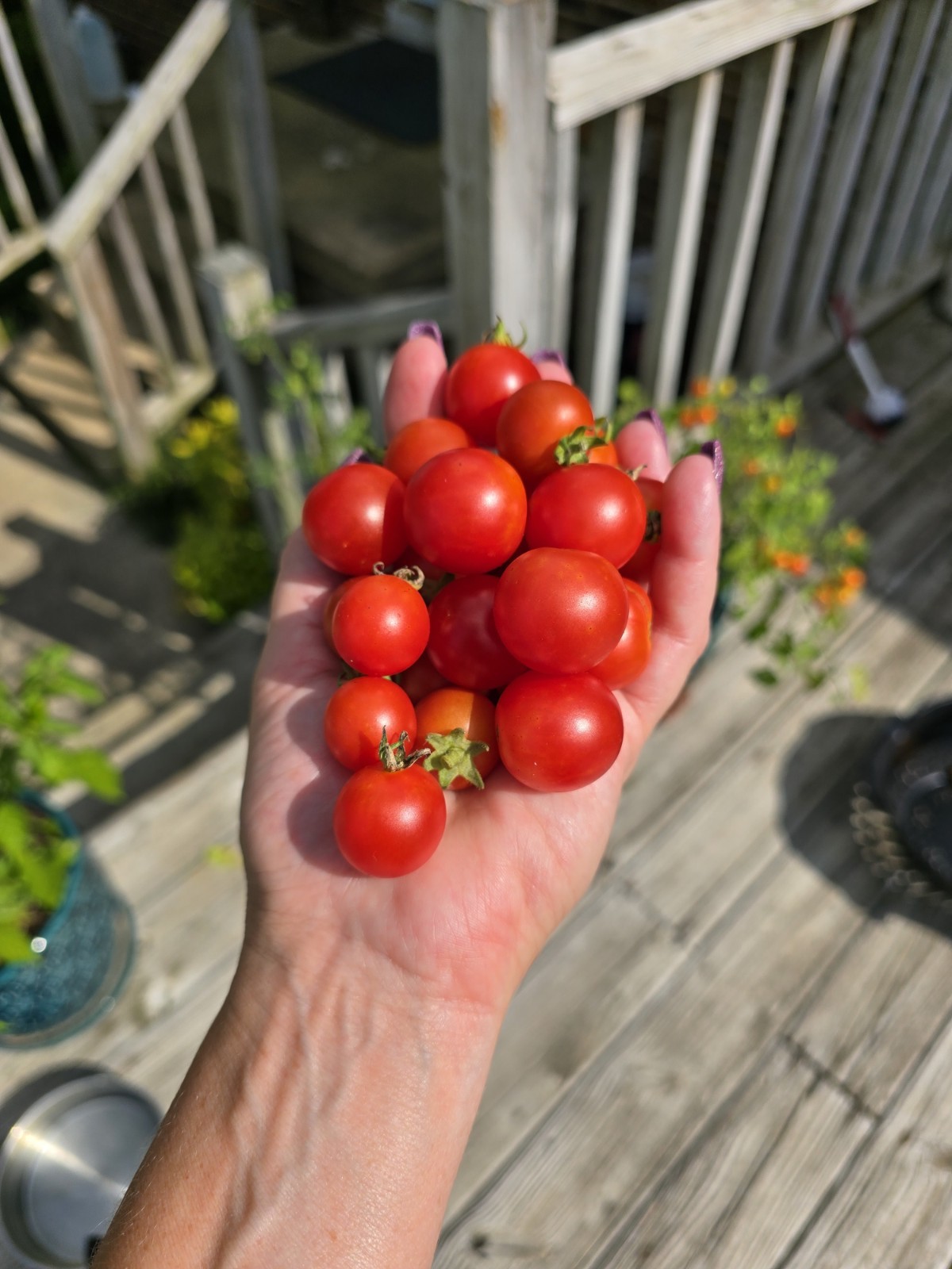 Cherry Falls Micro Dwarf Tomato Seeds 10 Organic Seeds *FREE SHIPPING*