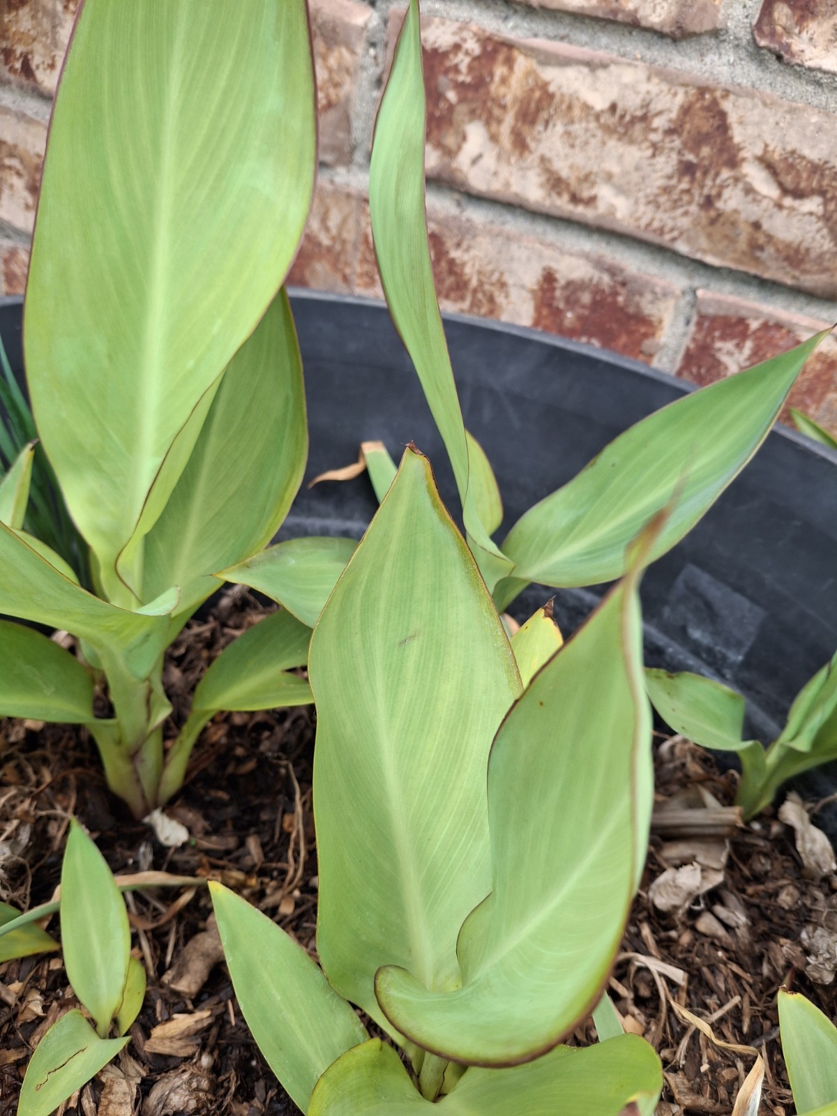 3 Mixed Canna Lily Bulb/Rhizomes-Tropical EZ 2 Grow!-Stunning Perennials! Sale!