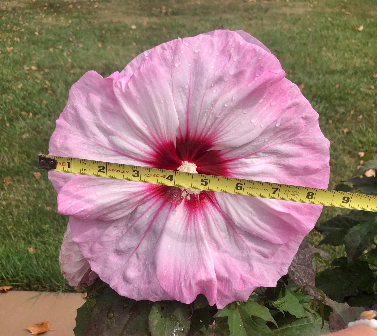 20 LARGE FLOWER “STARRY NIGHT” ROSE MALLOW HIBISCUS SEEDS (ZONE 4-9)