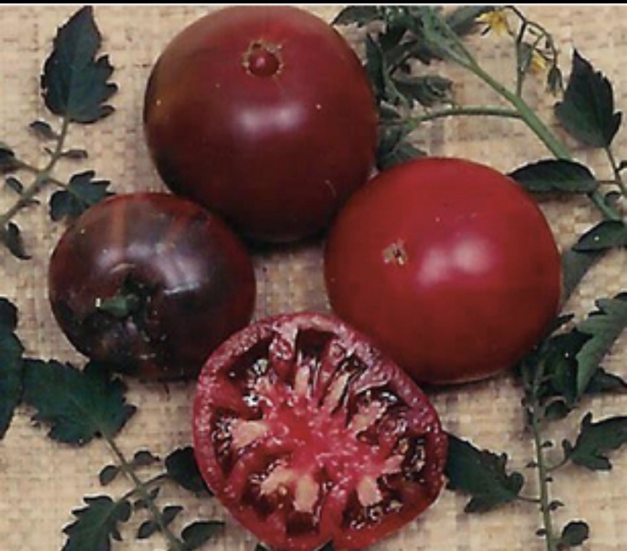 50 Tomato Black Krim Great Garden Heirloom Vegetable -| Non-GMO