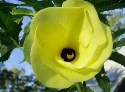 Hibiscus moschoctus Abelmoschus 10 seeds