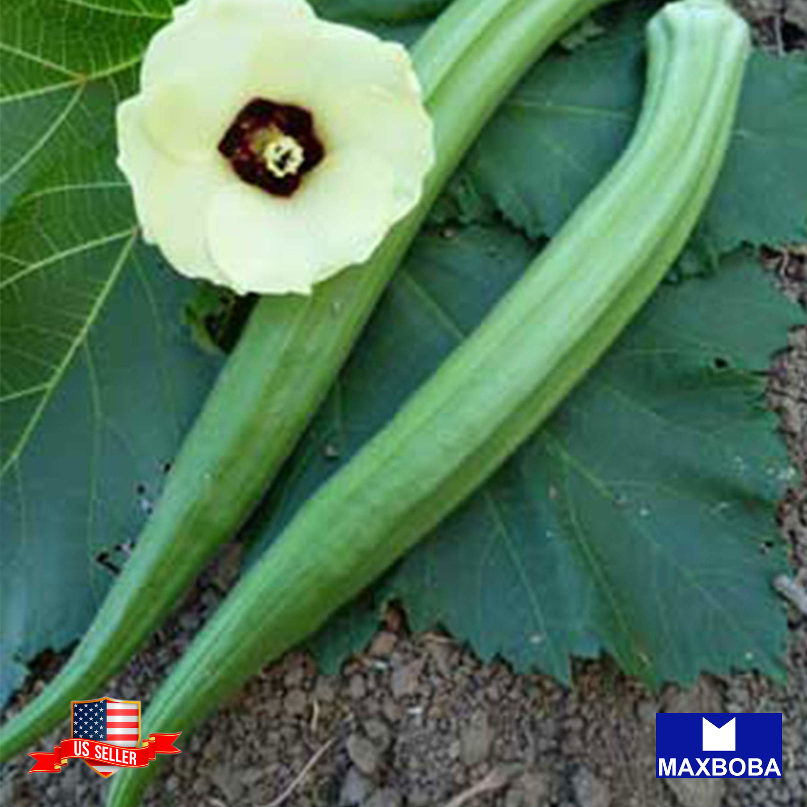 Okra Seeds Perkins Long Pod Non-GMO Heirloom