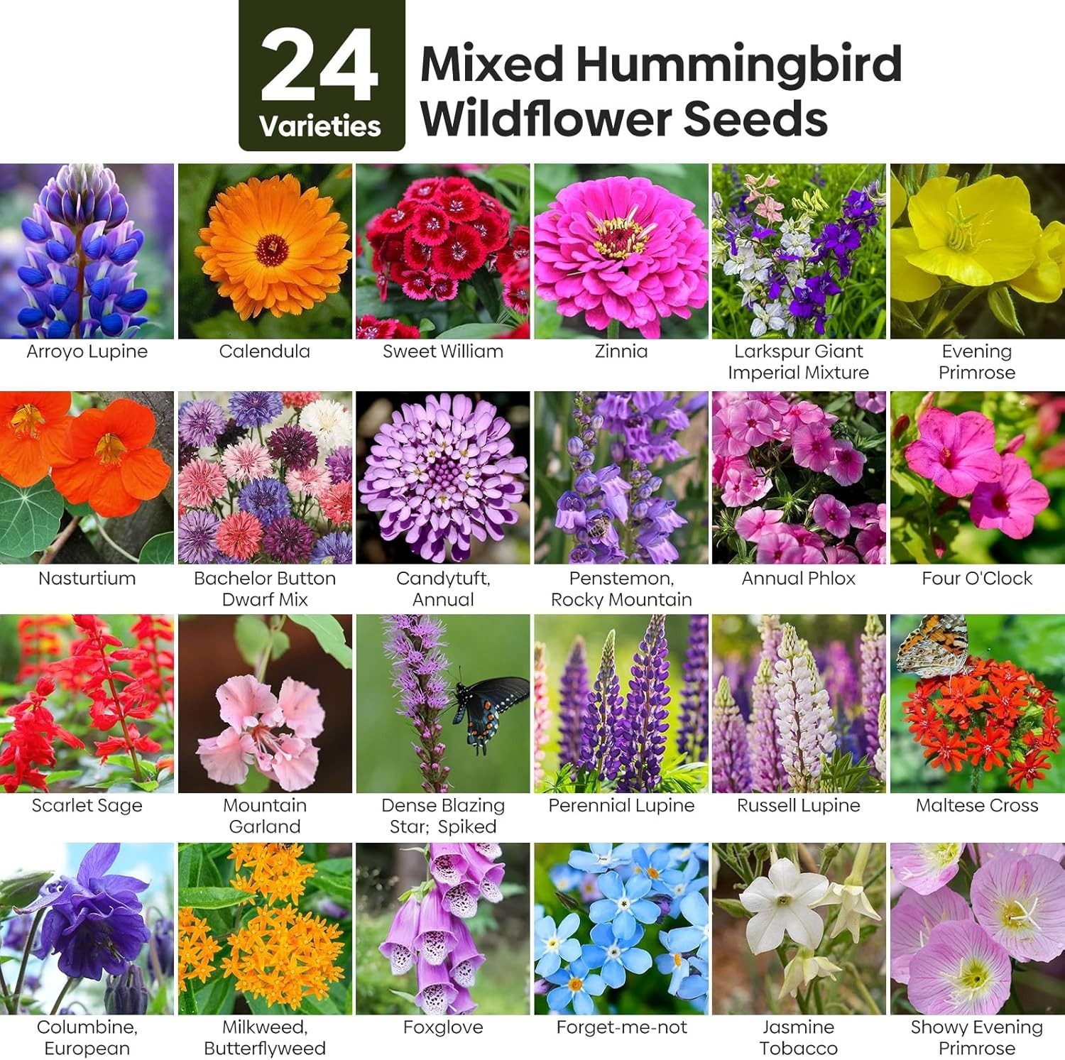 Wildflower Seeds Hummingbird and Butterfly Mix 1 Ounce, No Filler, 24 Varieties