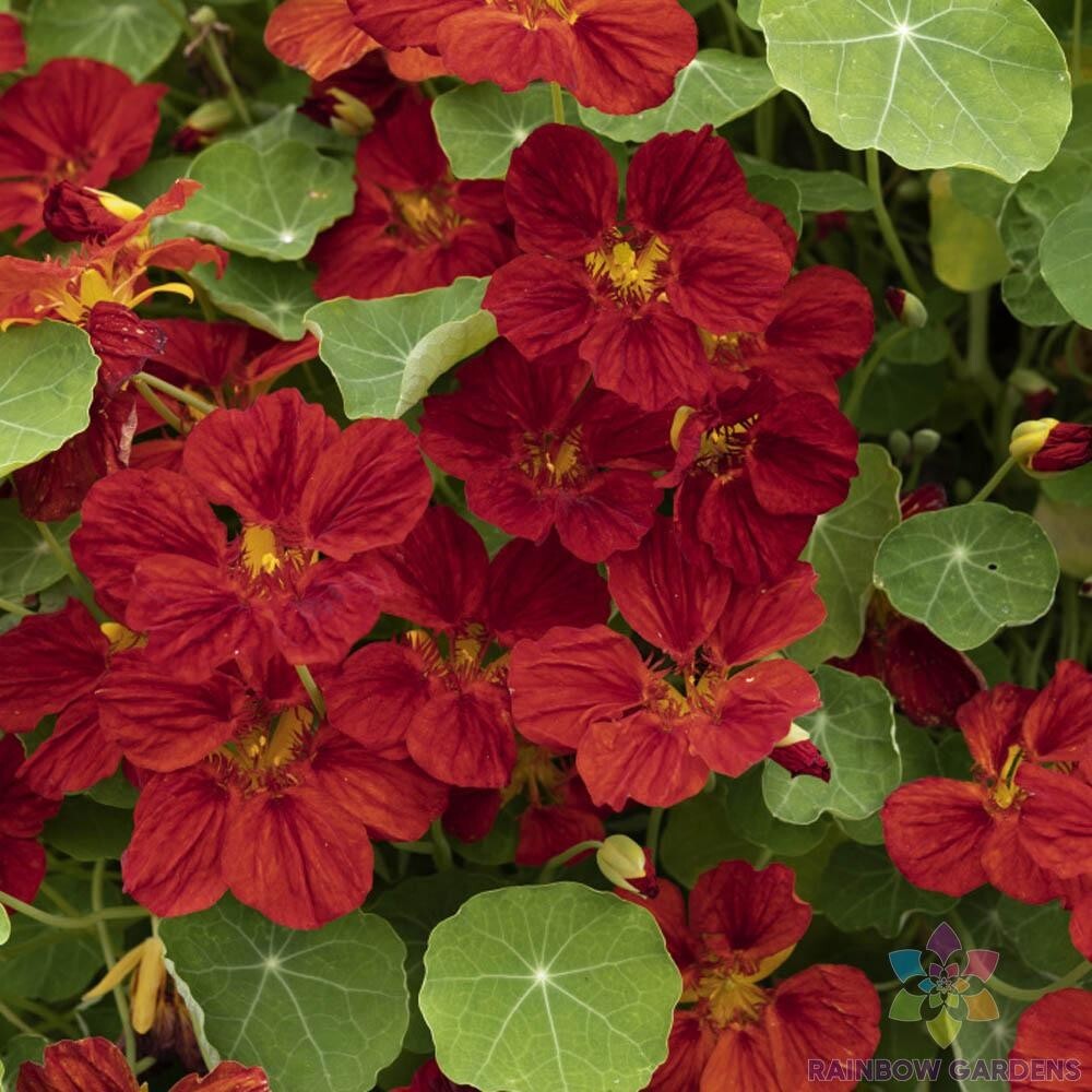 50+ Mahogany Gleam Nasturtium Seeds for Garden Planting – USA – FAST SHIPPING!