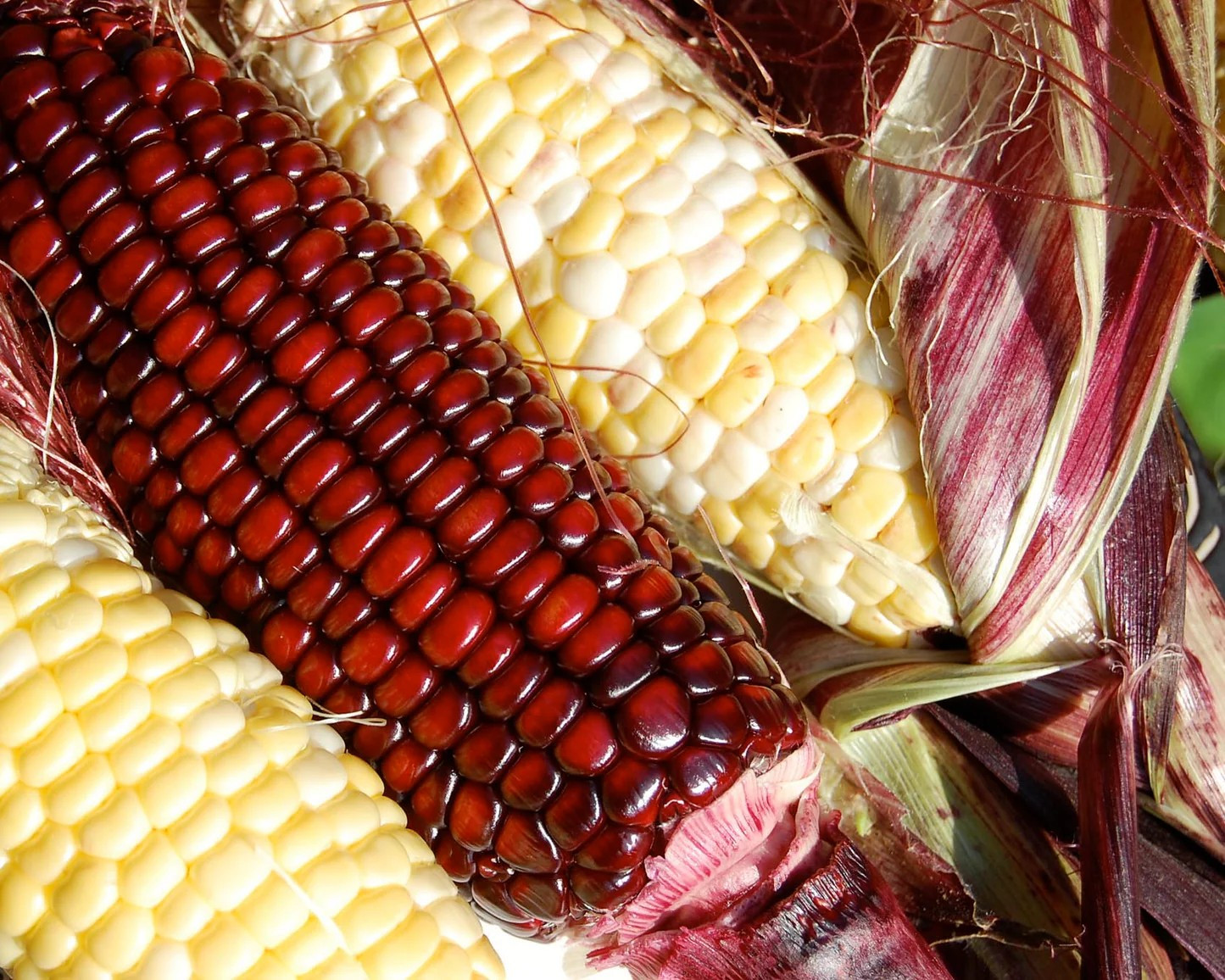 1000 Jimmy Red Corn Seed– MOONSHINE