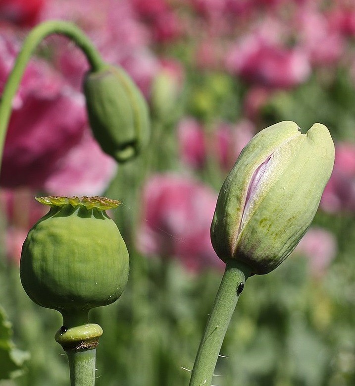 10,000+ Turkish Poppy Flower Seeds For Planting. Natural, Organic, Non-GMO 2025