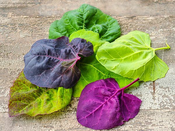 Orach Red Fire HEIRLOOM 100+ Seeds PREMIUM strain 100% Organic Grown In USA