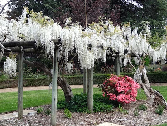 White Wisteria floribunda Alba Tree Seeds Climbing Flower Vine Plant Rare Hardy