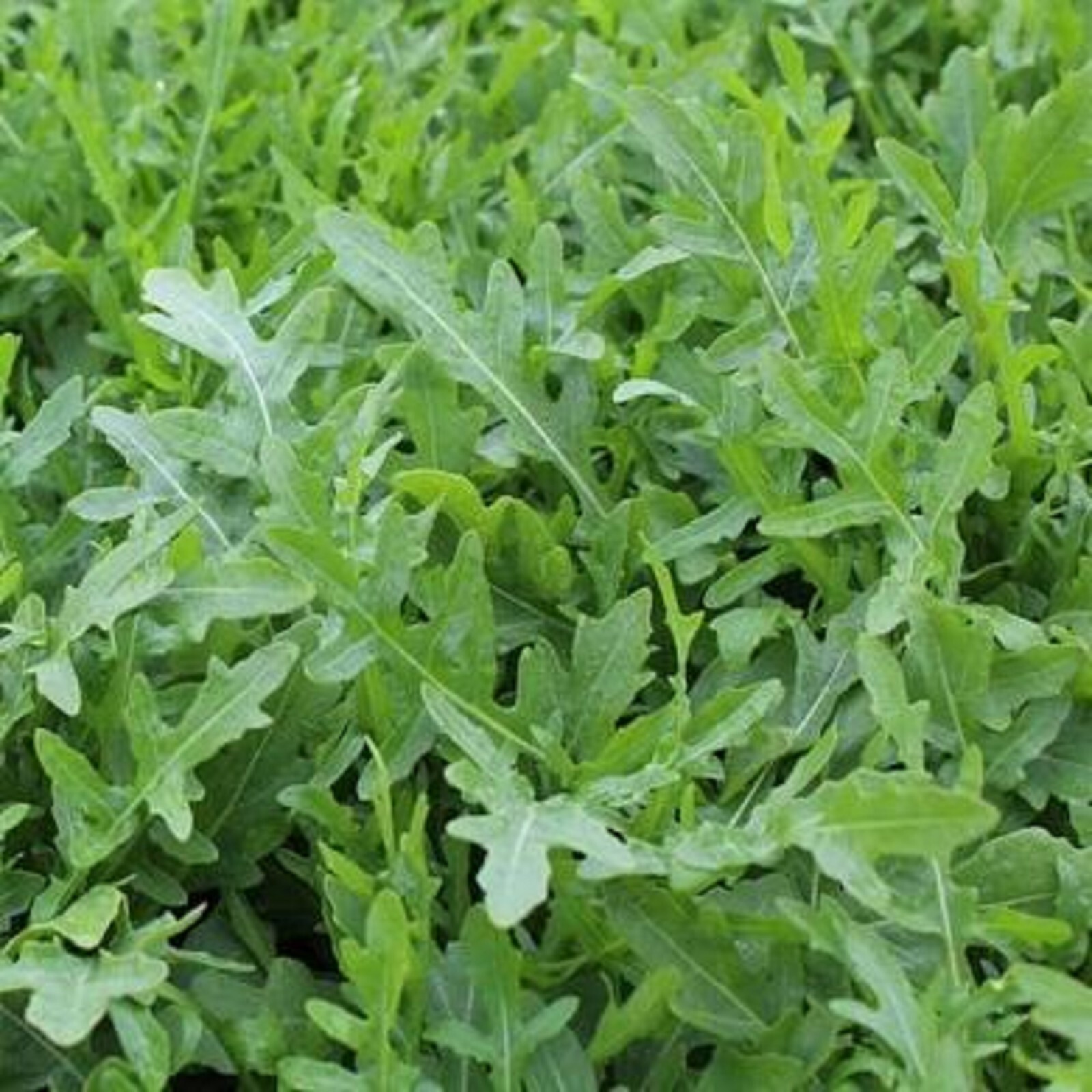 Arugula Sylvetta (Italian Rustic) Diplotaxis tenuifolia Seeds