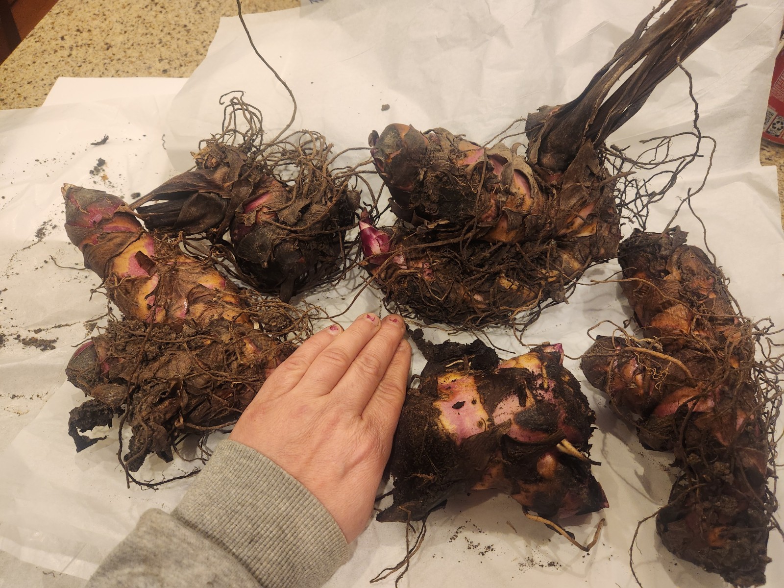 Lot Of 3 GIANT 12ft Tall MUSIFOLIA Canna Lily Rhizome Bronze/green Red Orange