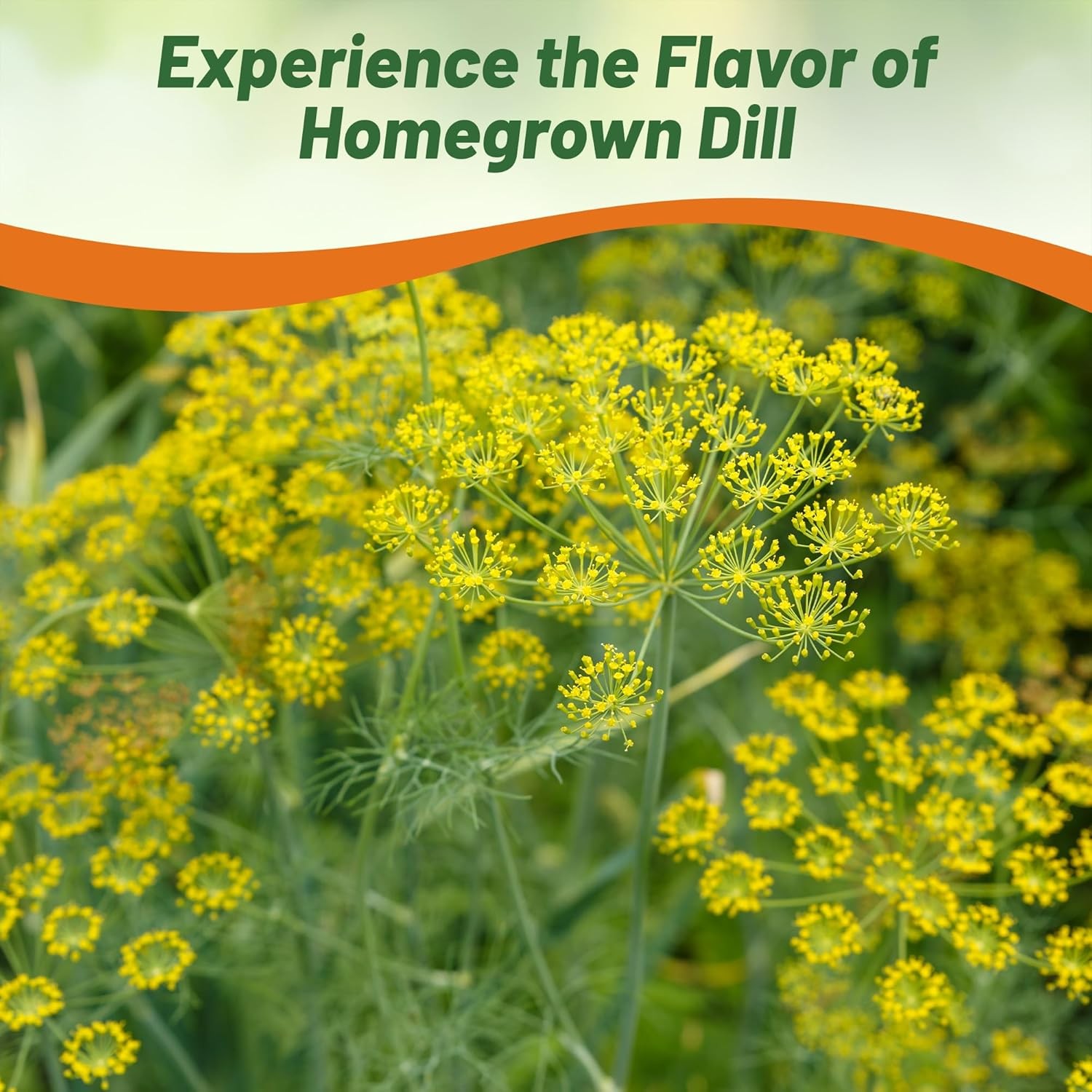 1 OZ Dill Microgreen Herb Seeds For Nutritious Sprouts & Greens