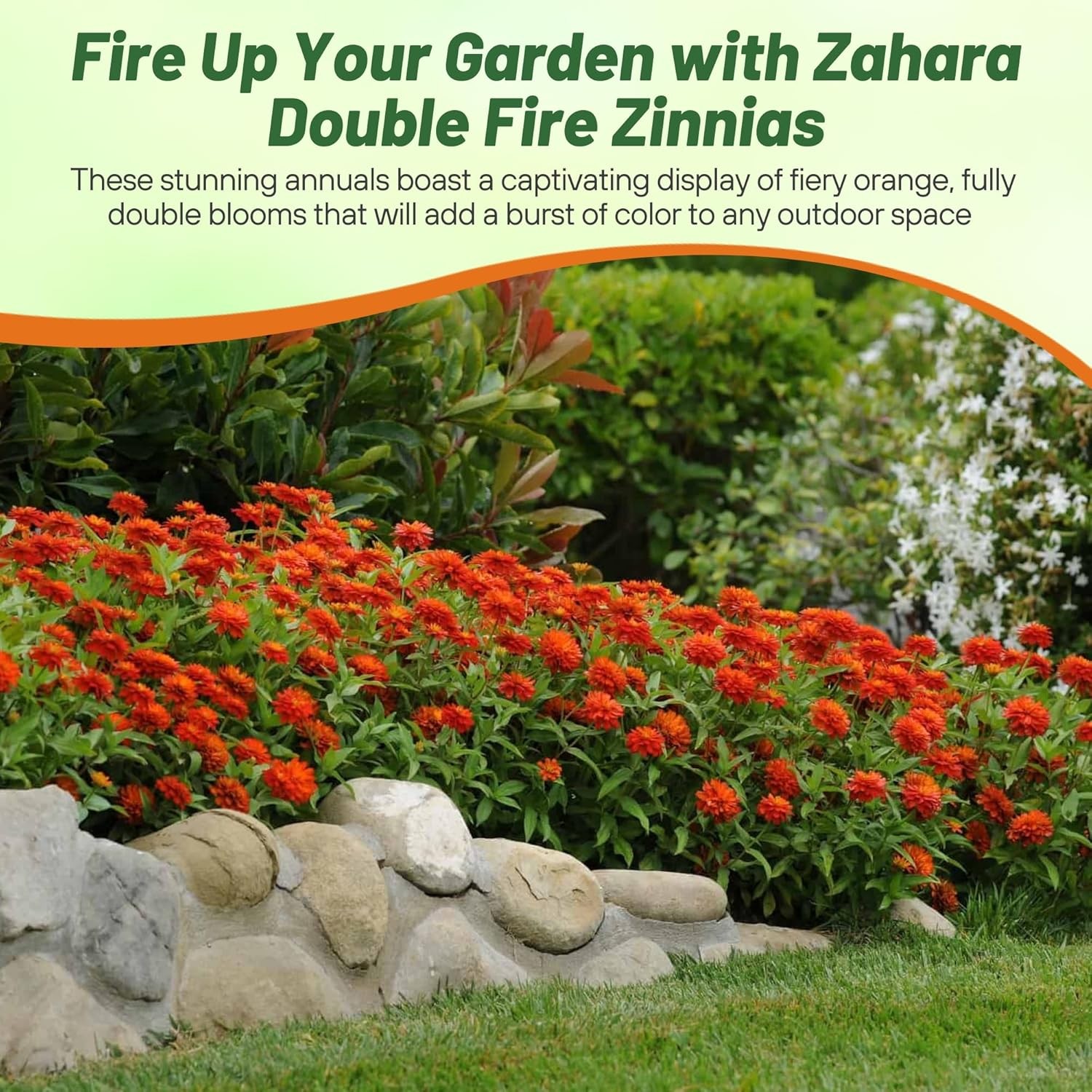 100 Seeds Zinnia Zahara Double Fire Flower Seeds AAS Winner