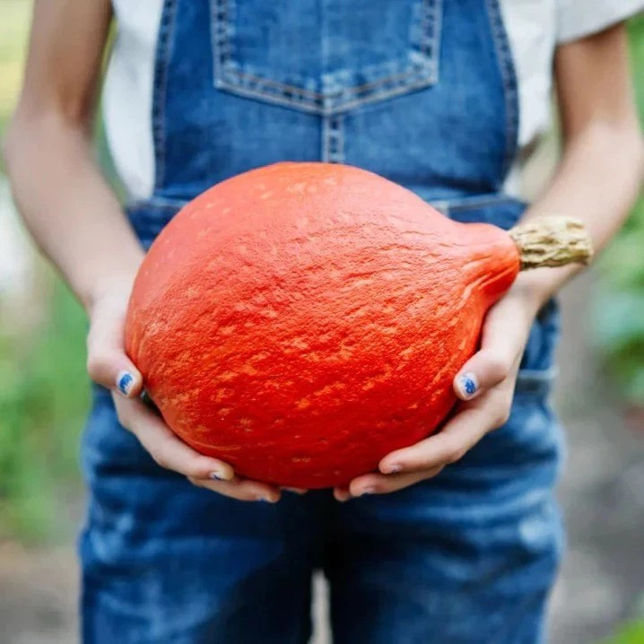 10 Baby Red Hubbard – Orange Hokkaido — 5/8 LBS ———– Heirloom