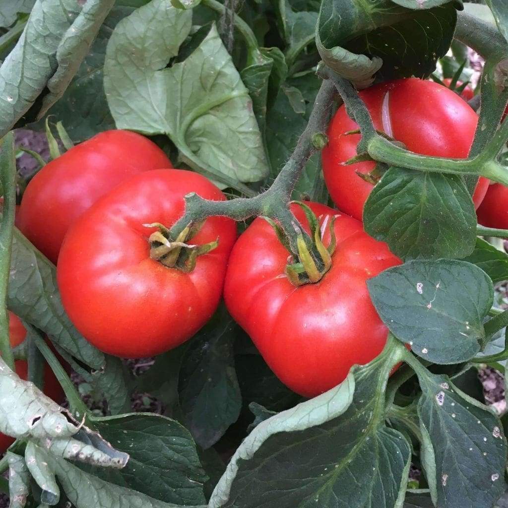 50 ABE LINCOLN SEEDS HEIRLOOM NON-GMO FRESH GARDEN HARVEST