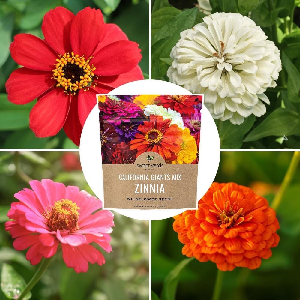Zinnia Seeds California Giants Mix Large Packet 1 Ounce 3000 Flower Seeds