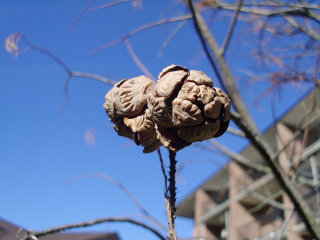 15 MONARCH OF ILLINOIS BALD CYPRESS SEEDS – Taxodium distichum ‘Monarch of Ill