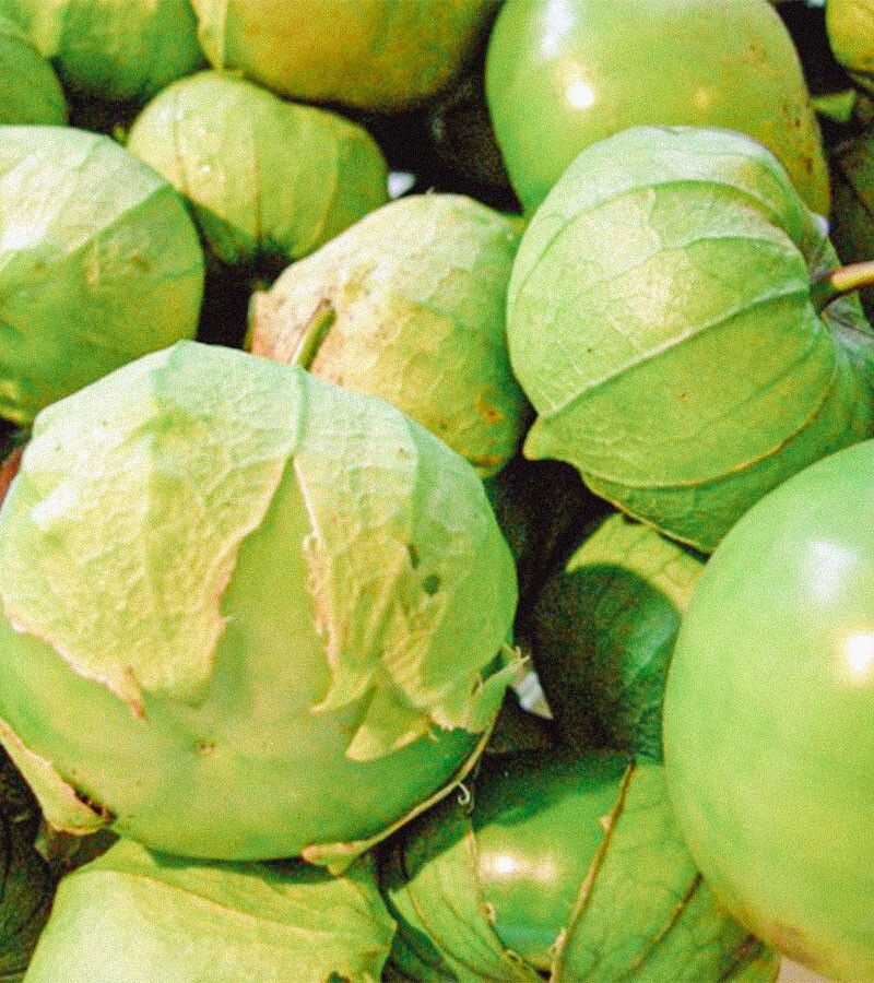 50+Organic Green Tomatillo Seeds Vegetable Salsa Chinese Lantern Fruit USA