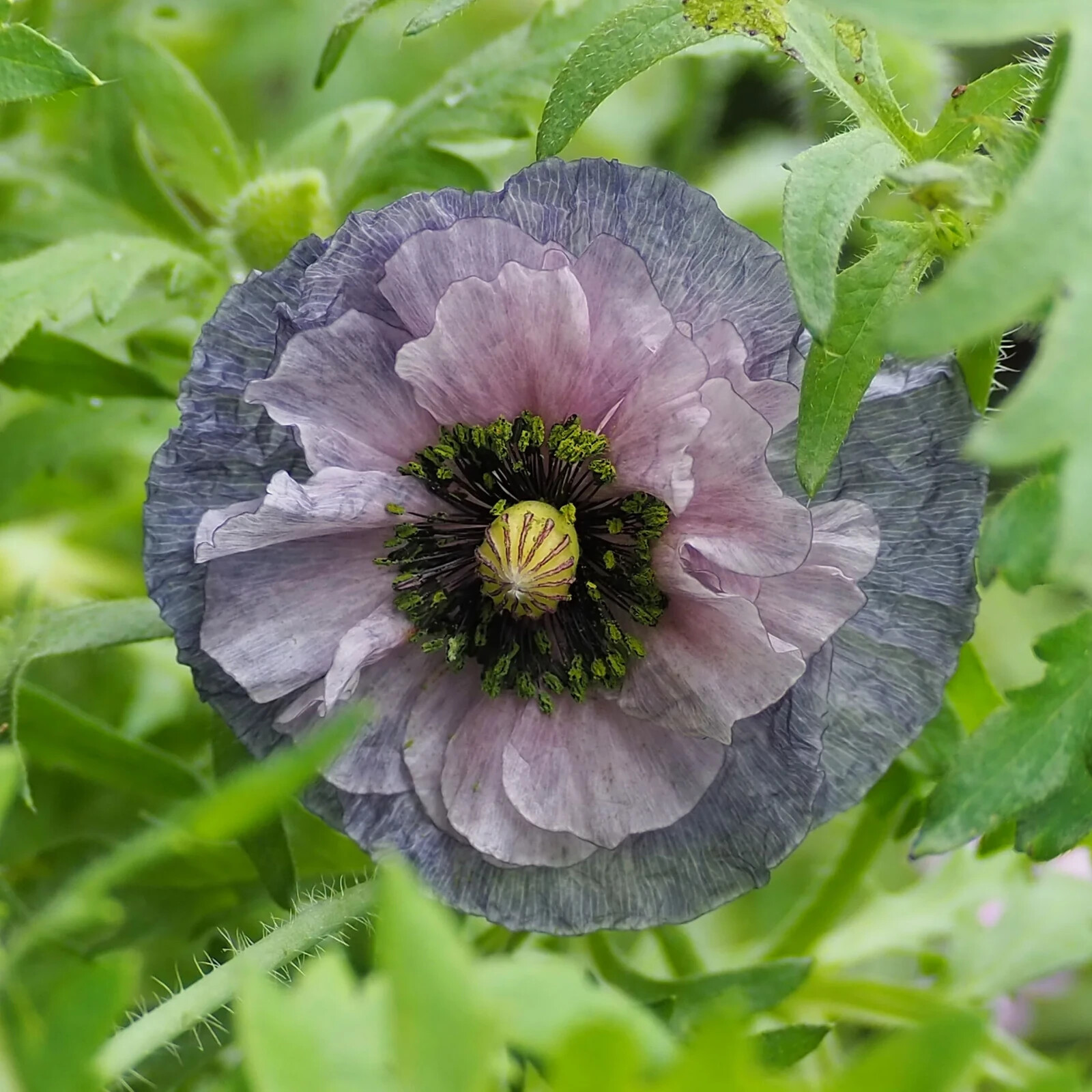 Poppy Shirley Amazing Grey -15 Seeds -Smoky Shades, Great Cut Flower – P. Rhoeas