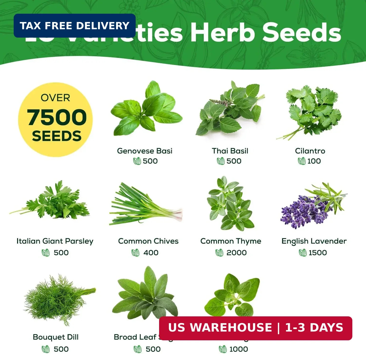 10 Herb Seeds Variety Pack – 7,000+ Heirloom Seeds – Basil, Cilantro, Lavender,