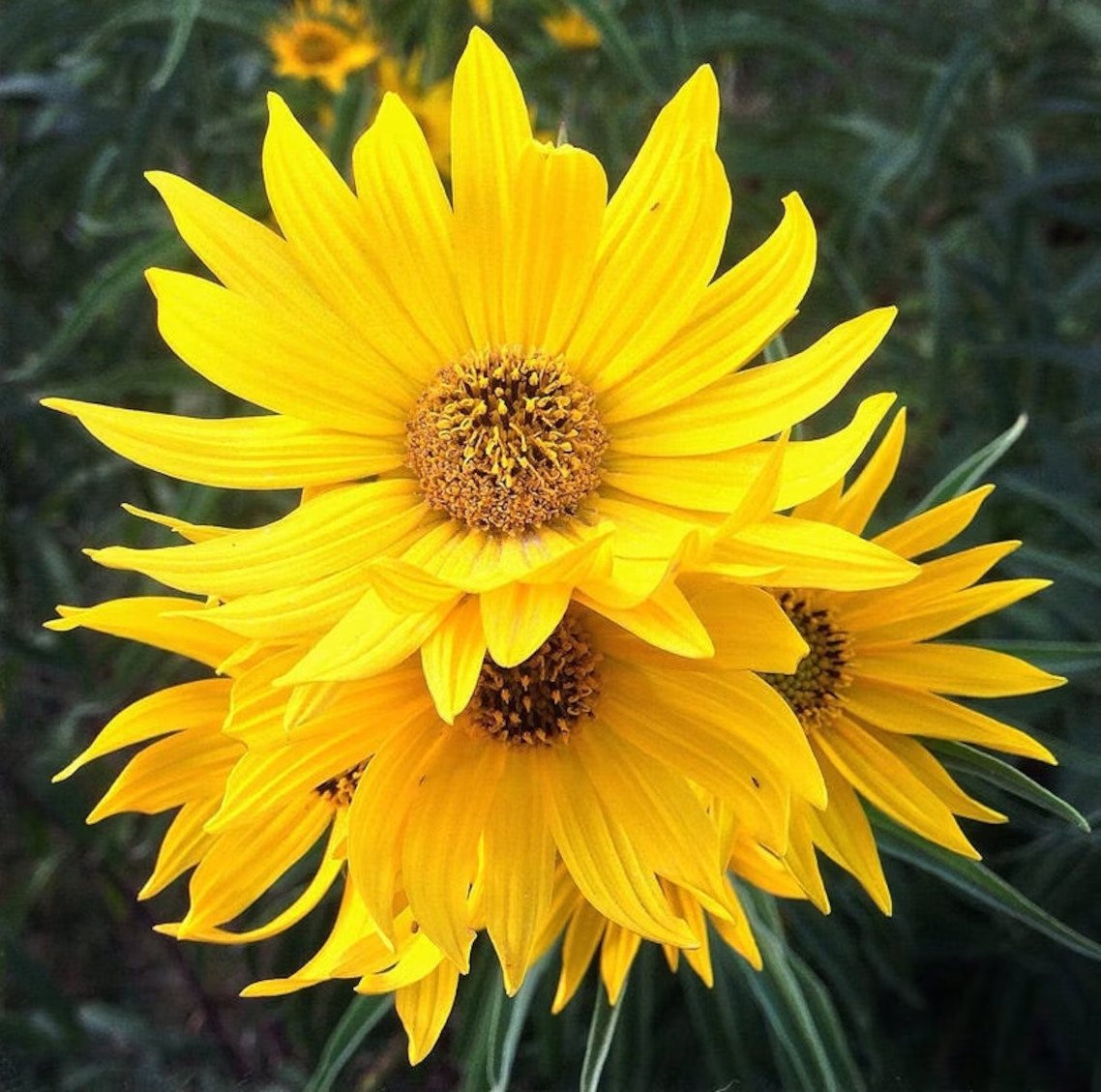 50+ MAXIMILIAN Sunflower Seeds — Perennial – Heirloom – NON GMO —- 7′ + TALL