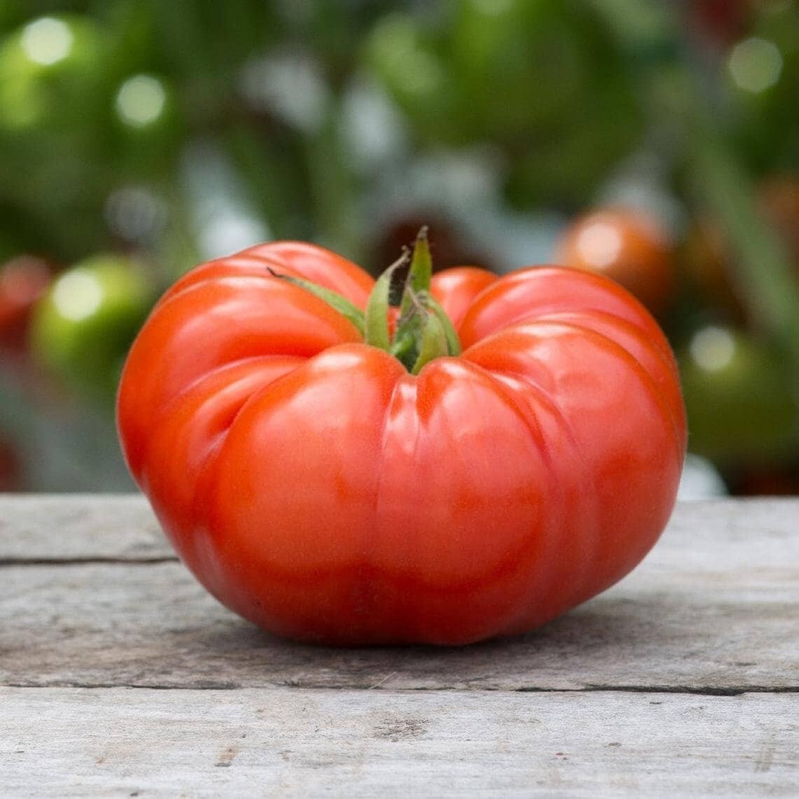 30 BEEFSTEAK TOMATO SEEDS ~ 2026 ~ heirloomseedguy ~ USA