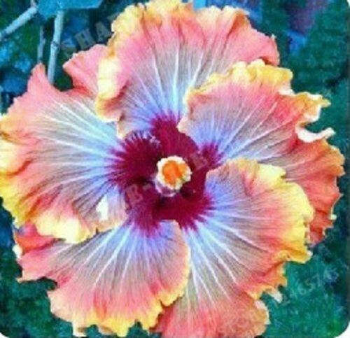 20 Orange Blue Hibiscus Seeds Perennial Seed Bloom Flower Flowers 74