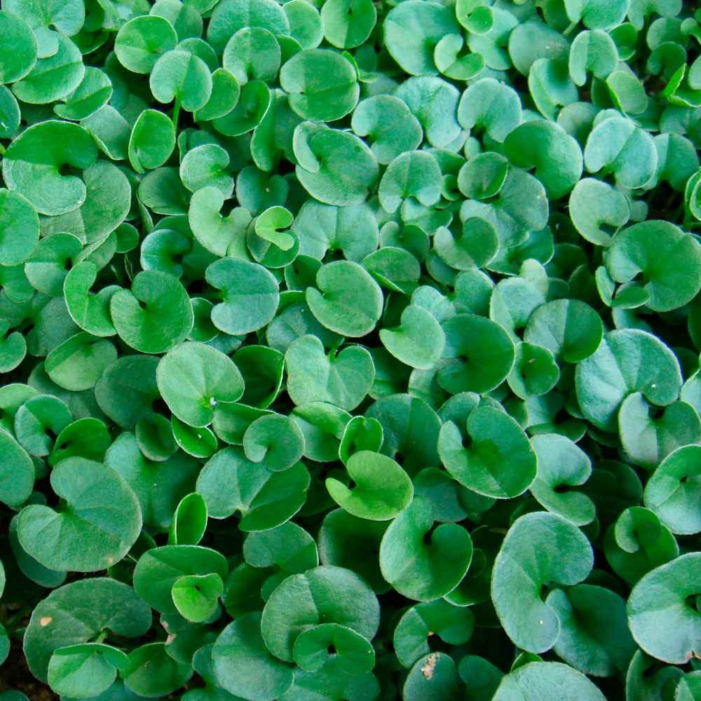 10 LBS Dichondra Seed For Planting – Dichondra Repens Ground Cover Seeds