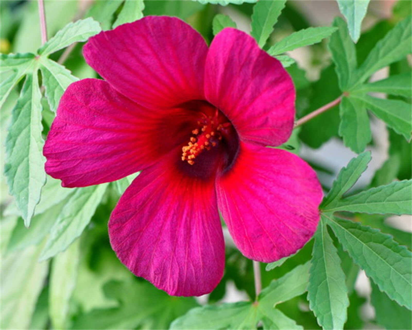 Hibiscus Radiatus 15 Seeds, Monarch Rosemallow, Perennial Garden Flowers