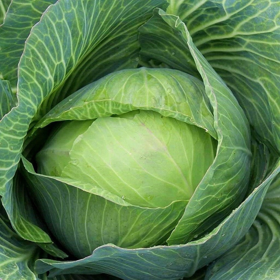 Golden Acre Cabbage Seeds, NON-GMO Free Shipping!