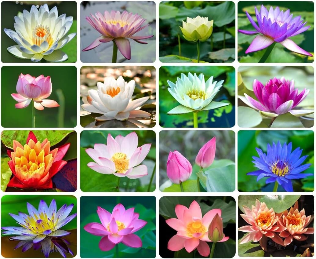 30PCS Bowl Lotus Seeds Bonsai Lotus Seeds for Planting, Water Lily Flower, Aquat