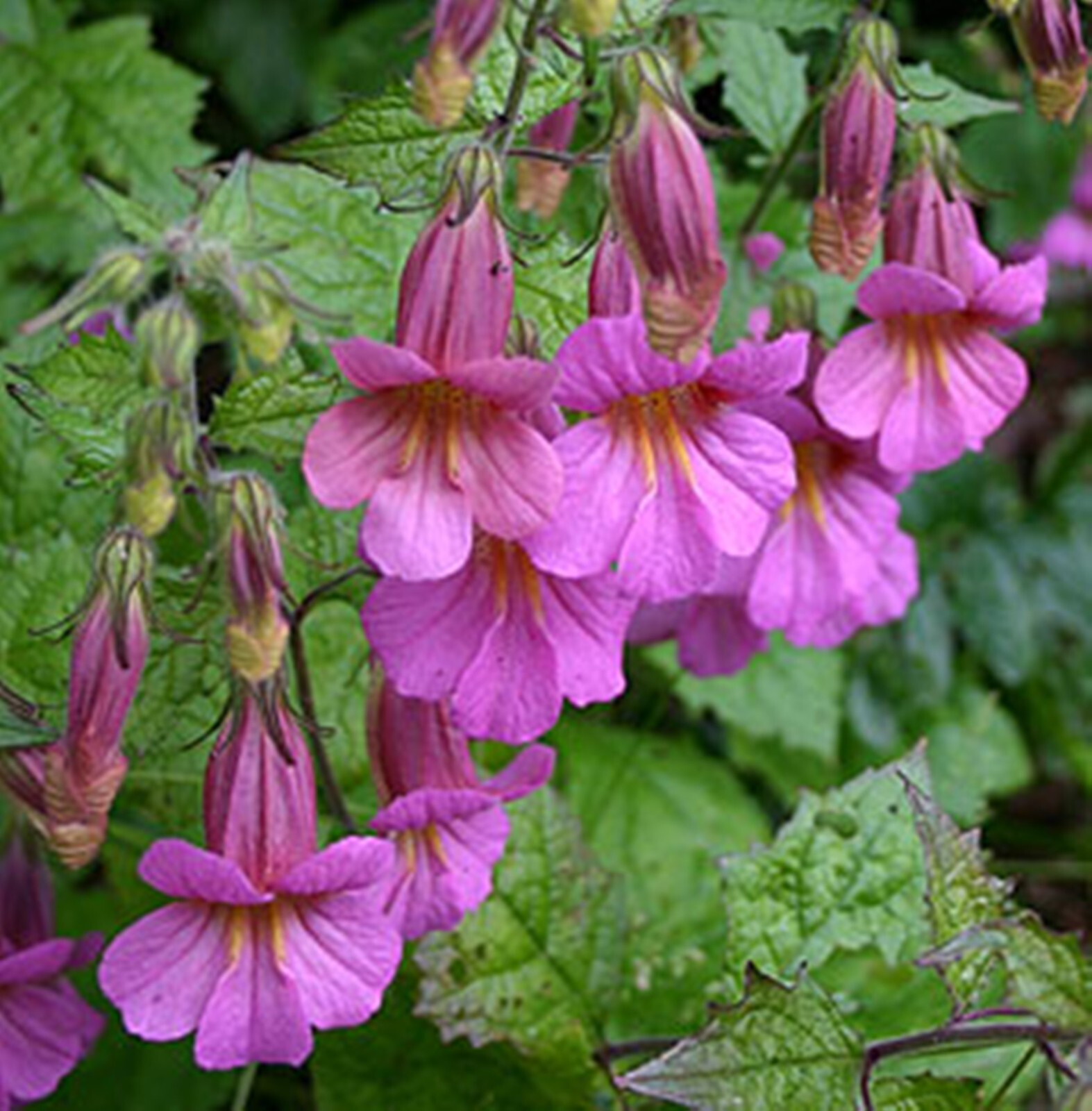 Chinese Foxglove – 35 Seeds – Raspberry Tubular Flowers – Yellow Throats.