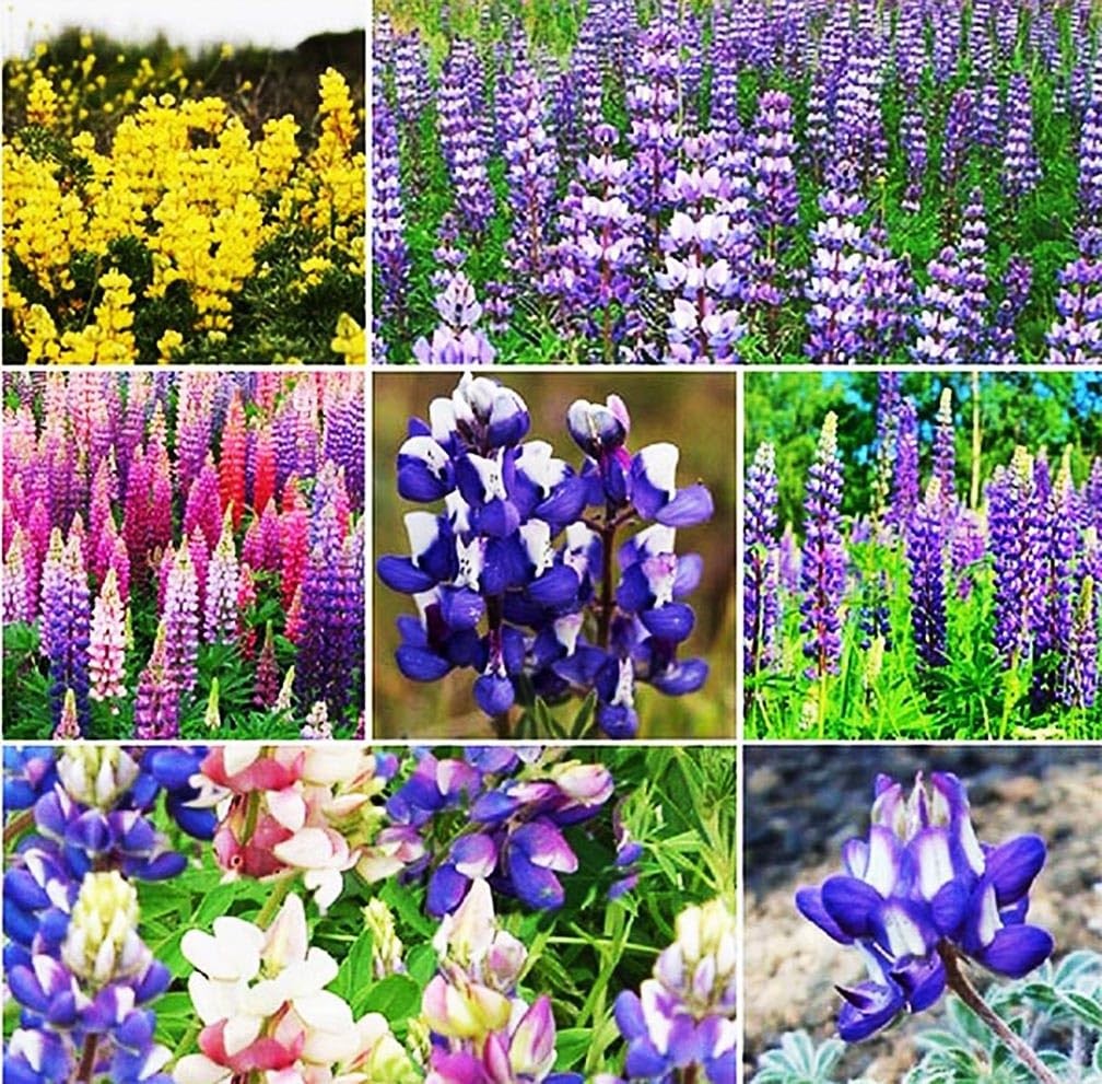 Mixed Lupines with Many Colors – 250 Seeds