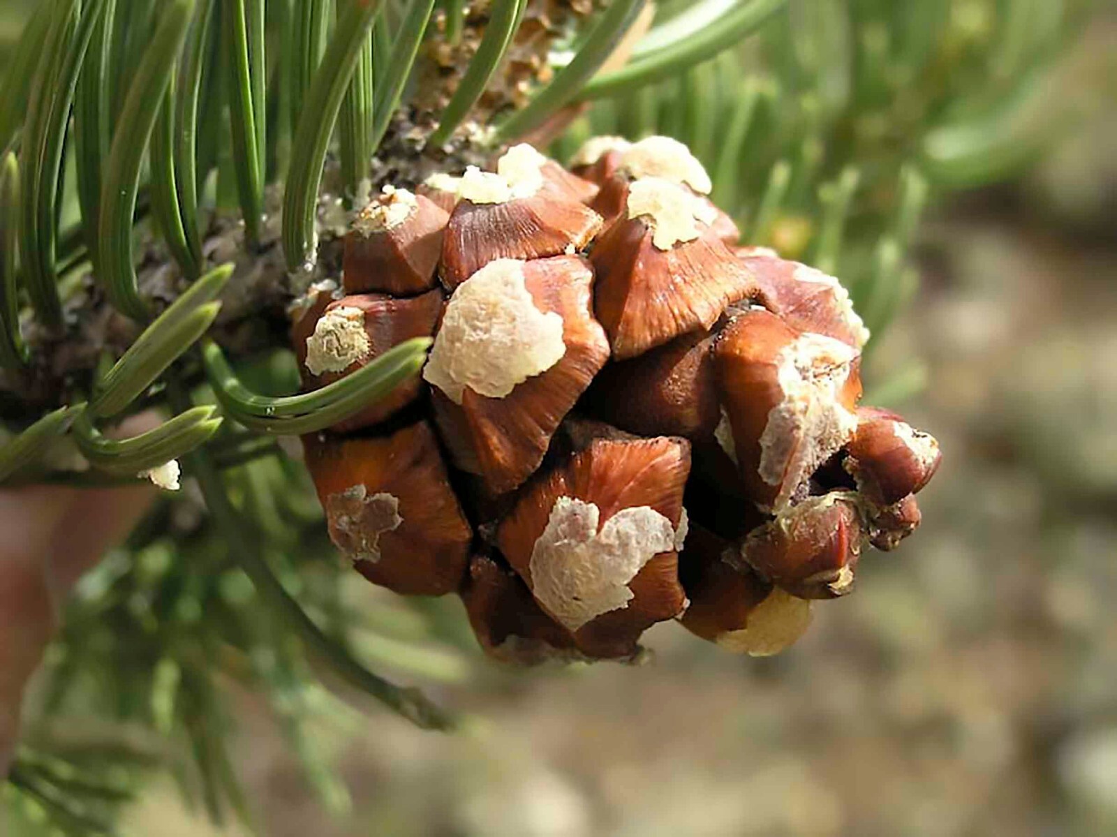 Colorado Pinyon Pine, Pinus cembroides Edulis, Tree Seeds
