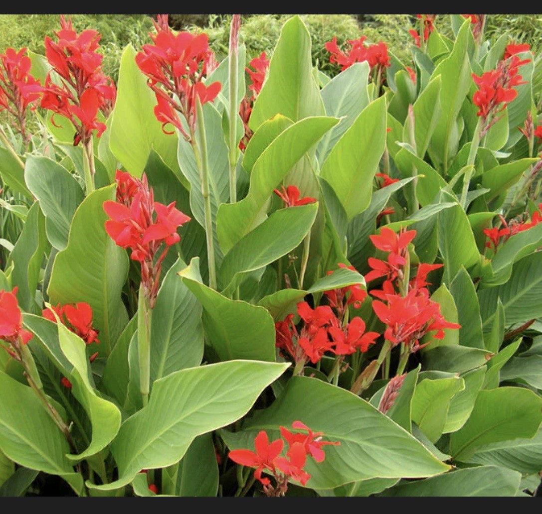 Canna Bulbs Red Flowers Tall Plants Lot Of (5) Bronze Leaf Lily Rhizomes