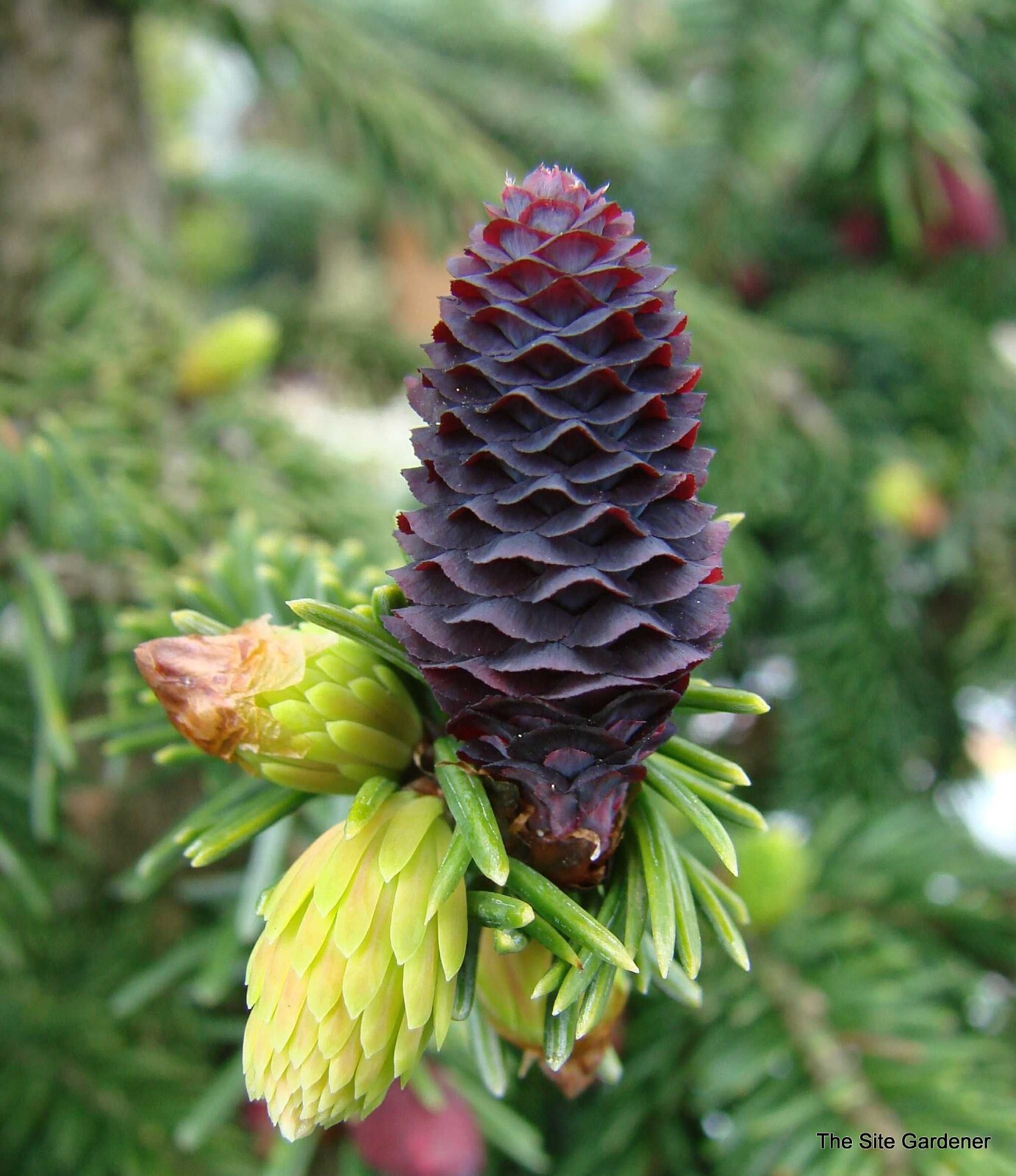 8 Purple Likiang Spruce Tree Seeds