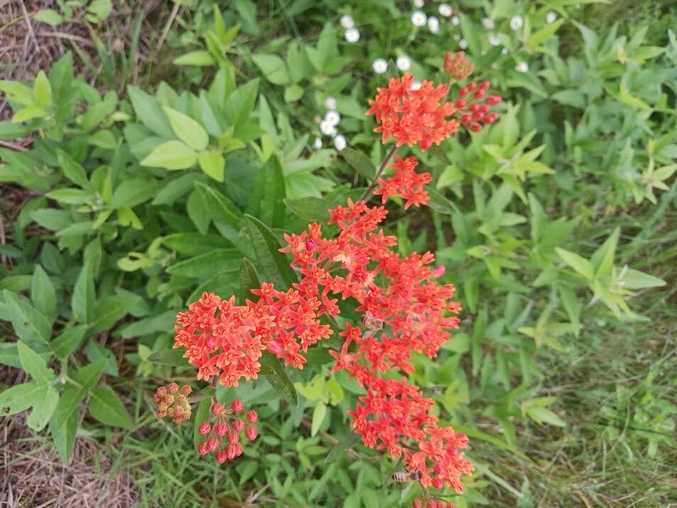 50 Orange Butterfly Weed Seeds (Asclepias tuberosa) Free Shipping