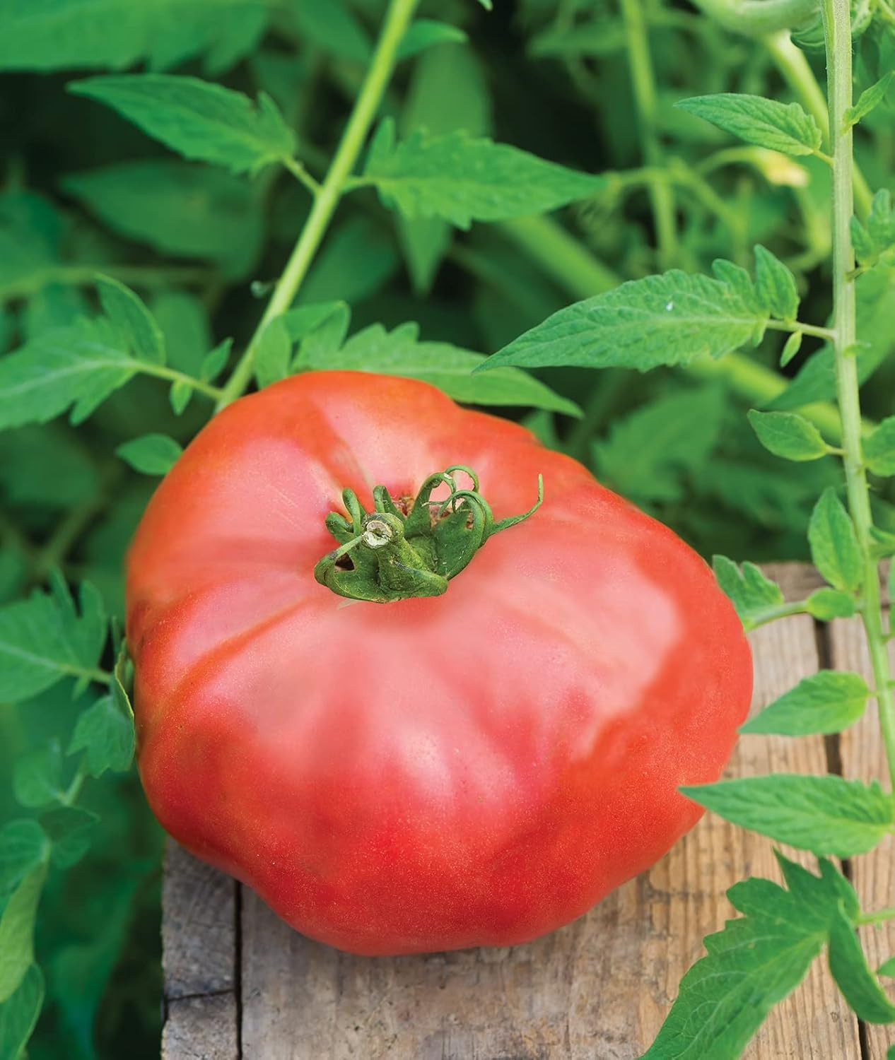 ‘Brandy Boy’, Hybrid Beefsteak Slicing Variety, Large Red Fresh Indeterminate To