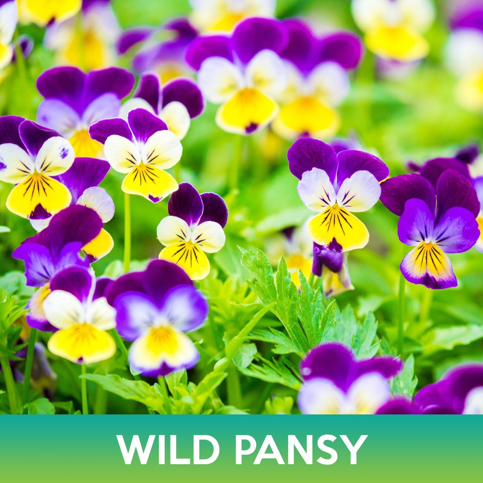 Wild Pansy Flower Seeds, Johnny Jump Up, Viola tricolor
