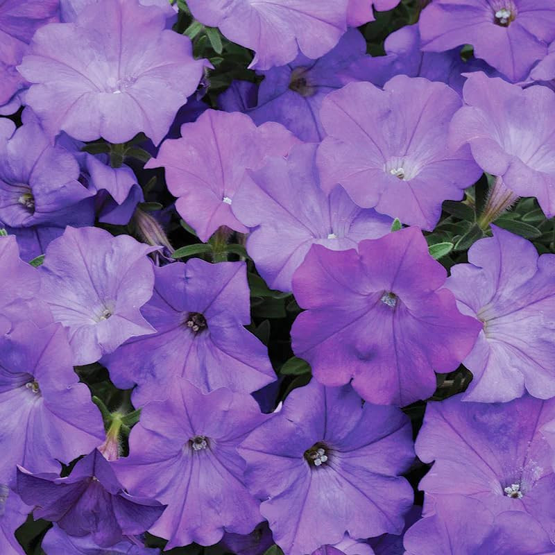 350+Annual Petunia Flower Seeds for Planting Outdoor-Perennial Petunia Plant Gar