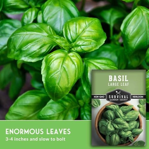 Italian Large Leaf Basil Seeds for Planting – Grow Giant Sweet Basil Leaves 3