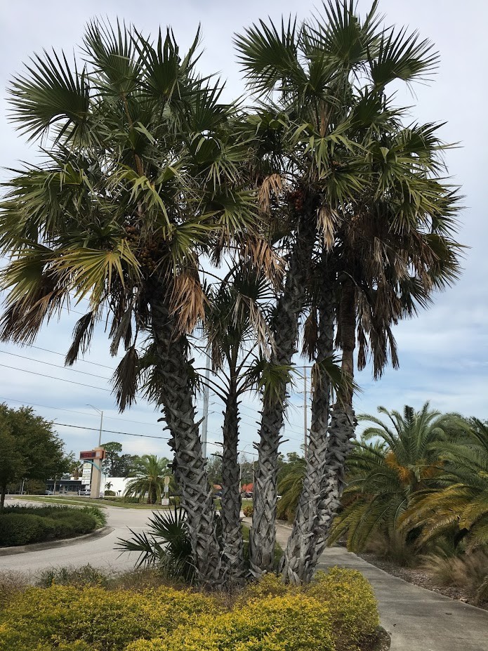 Hyphaene coriacea Seeds – Ilala Palm Seeds!