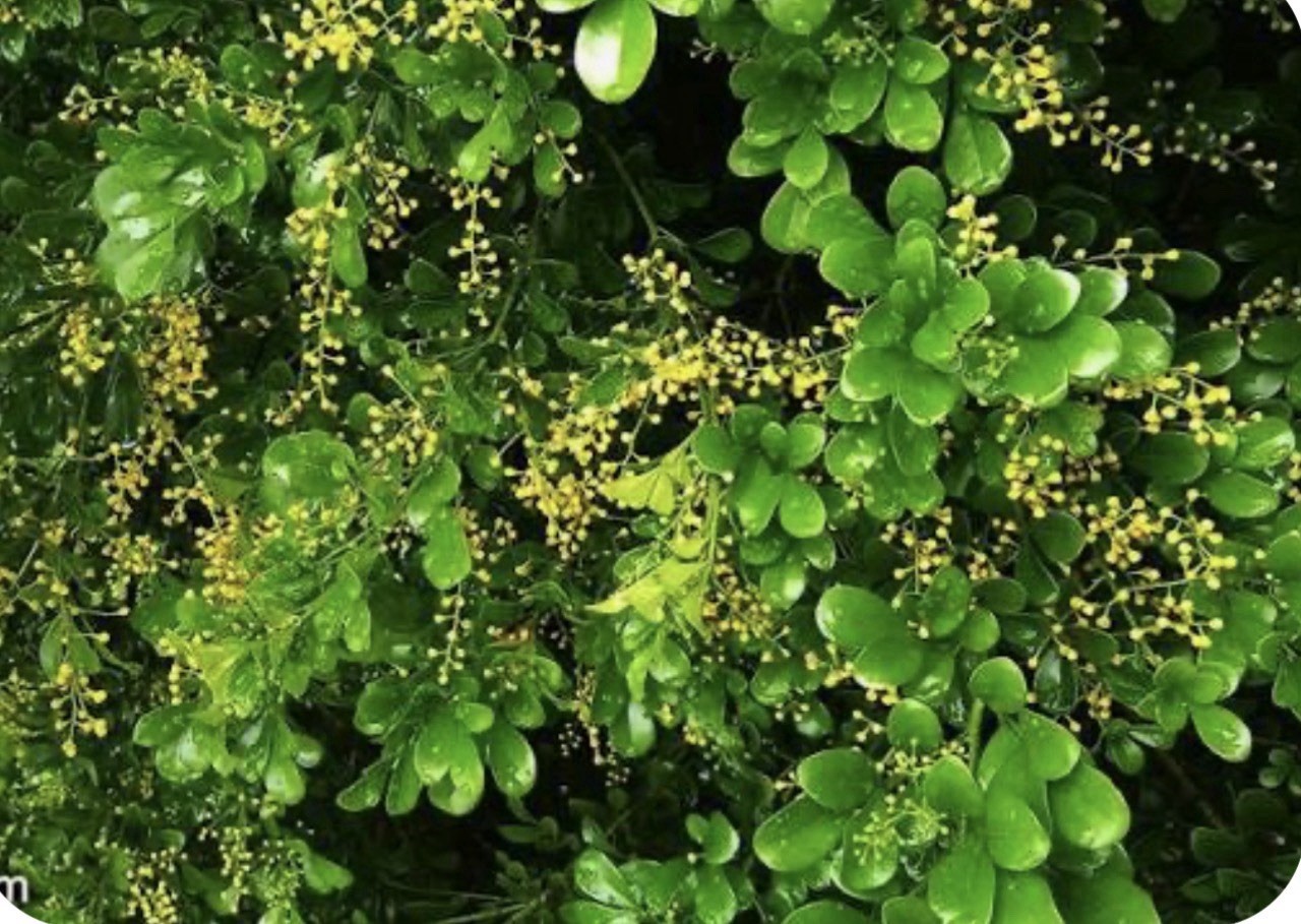 4″Pot of Chinese Perfume Plant-Aglaia odorata-False Lemon Tree-Lemon Scented
