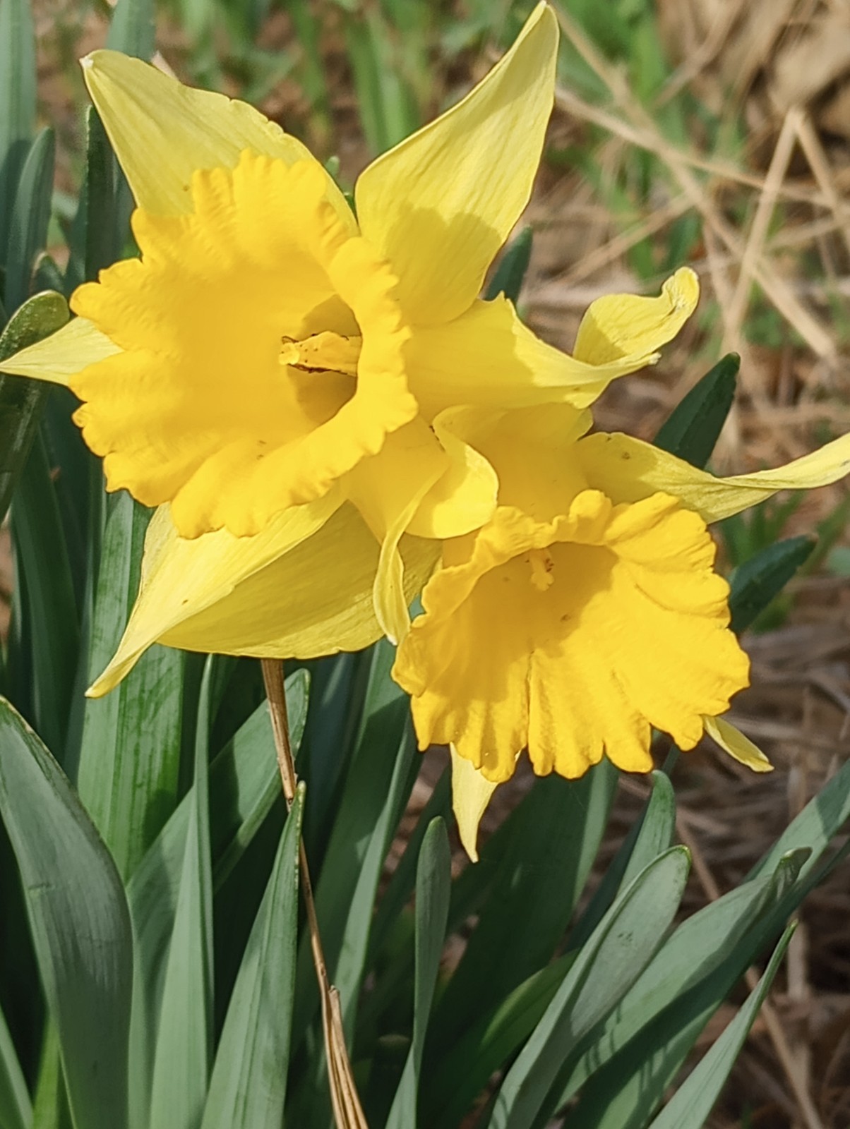daffodil narcissus bulbs 12pk Mixed Colors Dug Per Order