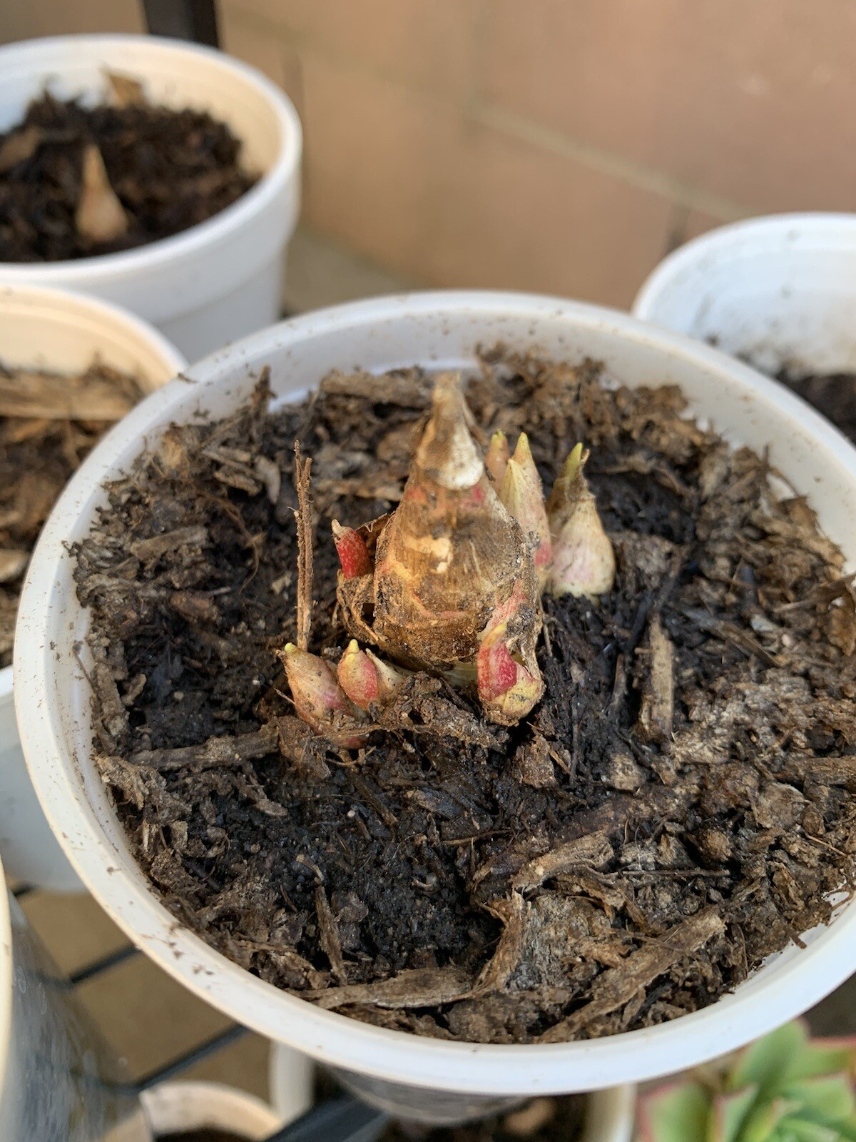 Tuberose Fragance 1 Clump,Bulbs 3+ Sz S/M Mixed, Rooted &Sprouted Ready To Plant