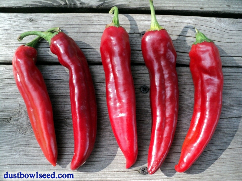 Guajillo Chile Pepper Seeds, 30+ and Free Shipping!