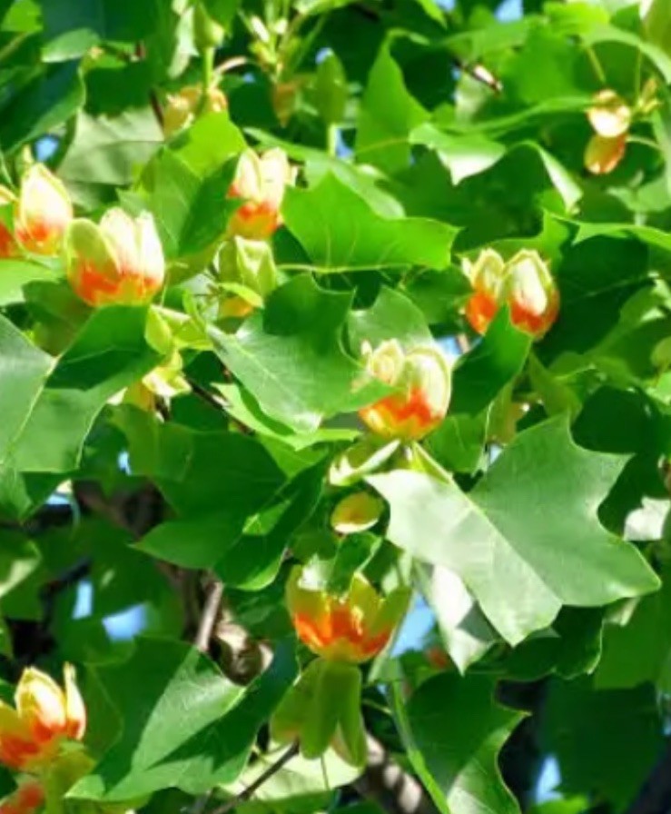 Bogo! 200 + Poplar Seeds (Liriodendron tulipifera) Native Organic Easy Fast Grow